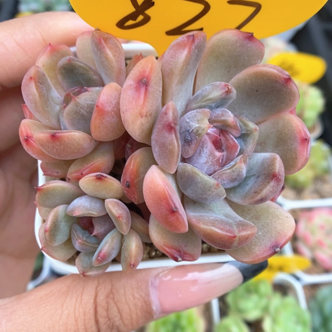 红色恋人群生827号。