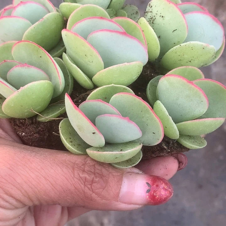 白眉。拍3发4。拍5发7。（满9.99包邮不满9.99发叶子）