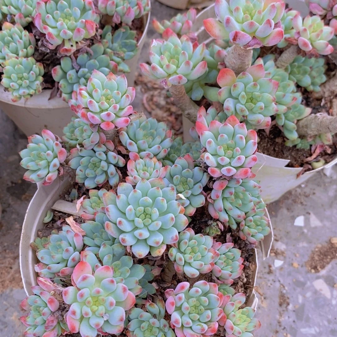 蓝苹果多头群生老桩