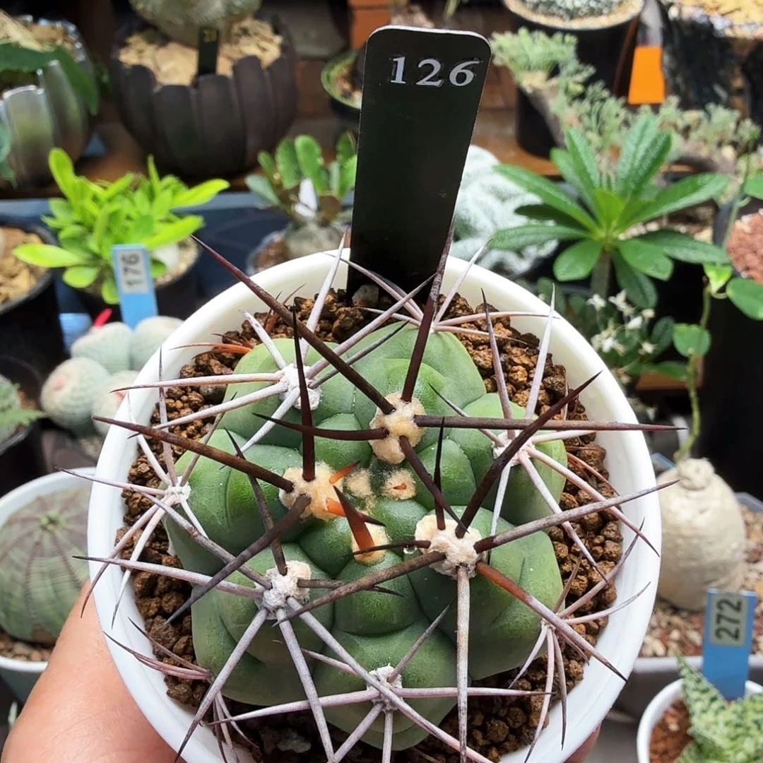 良宽126仙人球块根植物