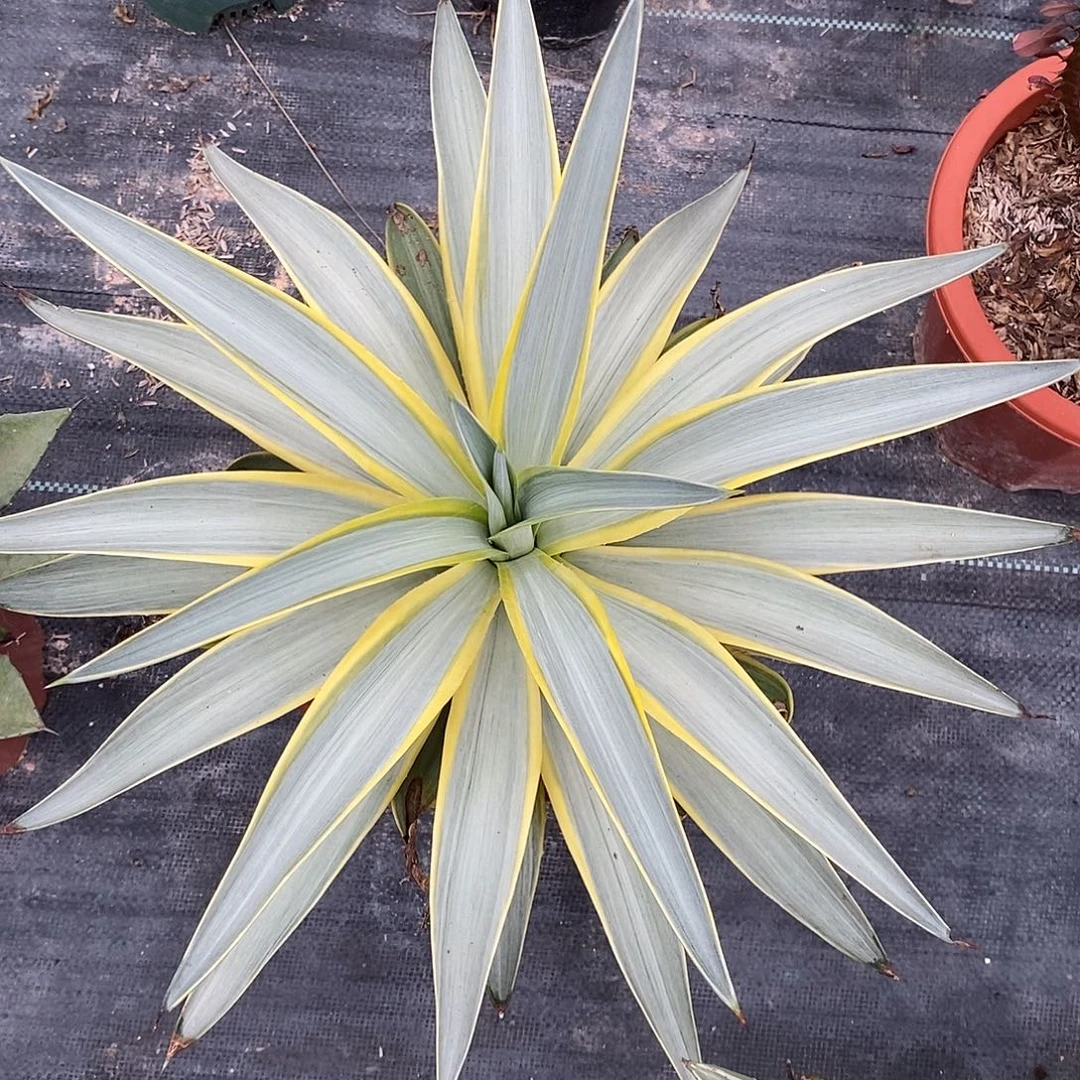 银河旅人一物一拍