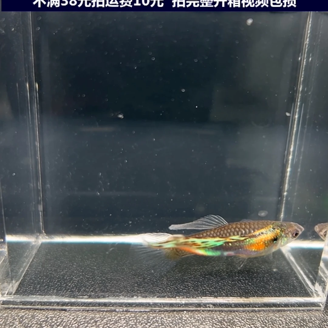 孔雀鱼多彩琴尾一对