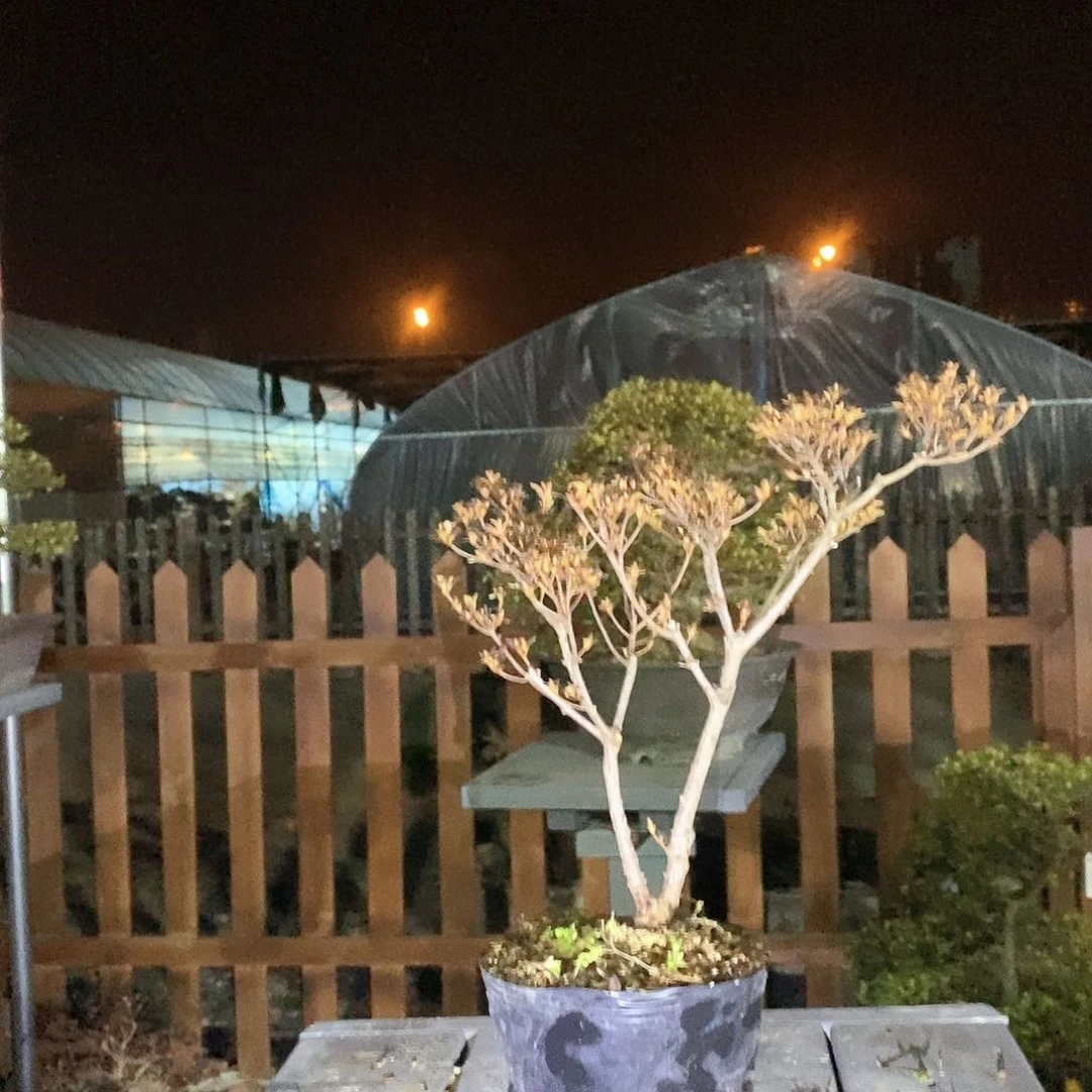 红陶6***8杜鹃花8628