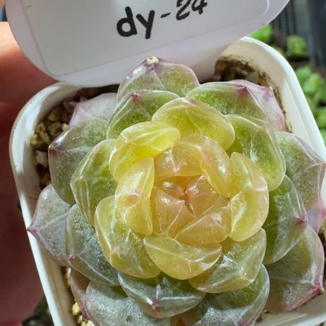 0125-彩色恋人单头一颗