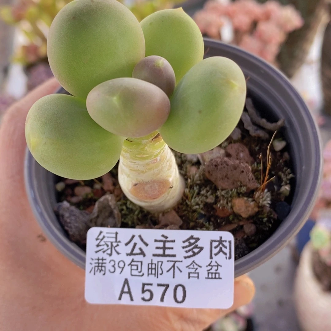 芒果奶单头570多肉酱