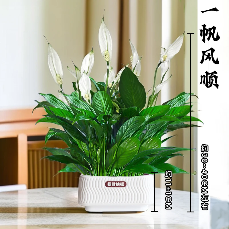 【一帆风顺】绿植盆栽土培白掌30-40cm室内好养净化空气美化环境