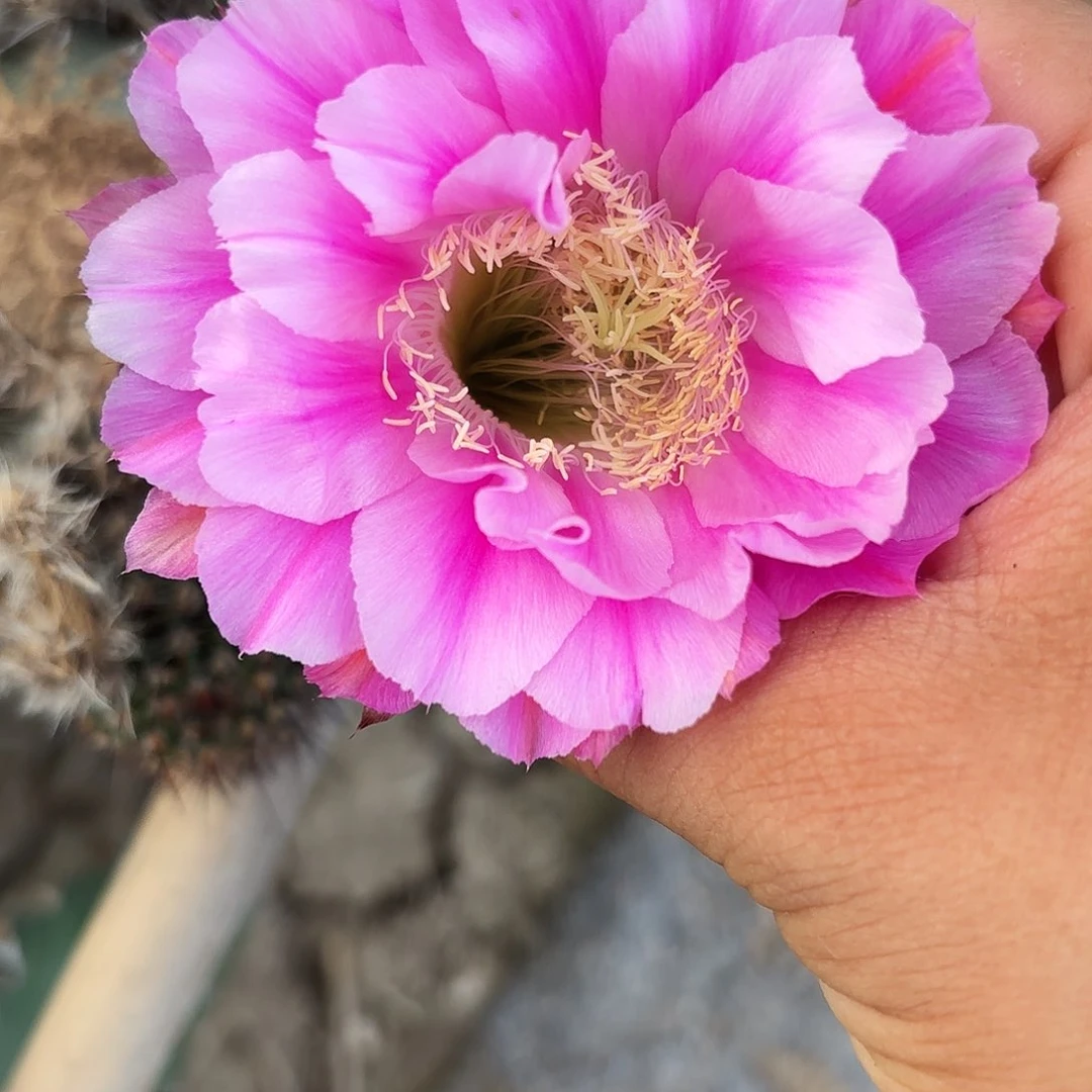 复色烟花四公分彩无根侧牙9