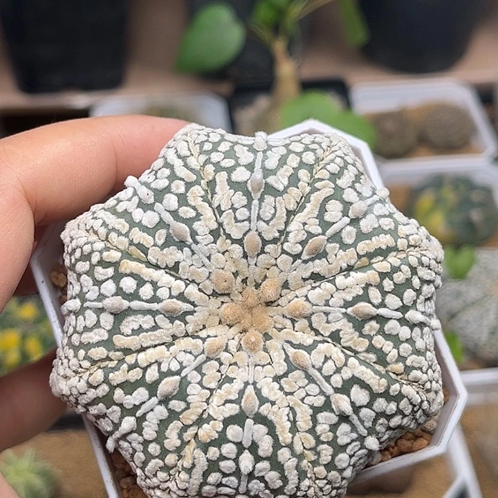 无花朵连线海星兜实生球7cm