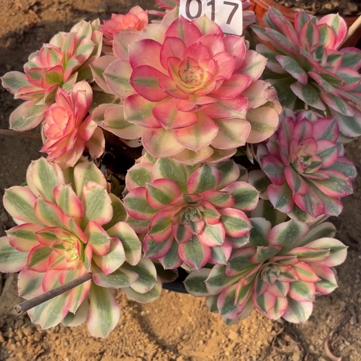 无花朵017多肉植物倾城