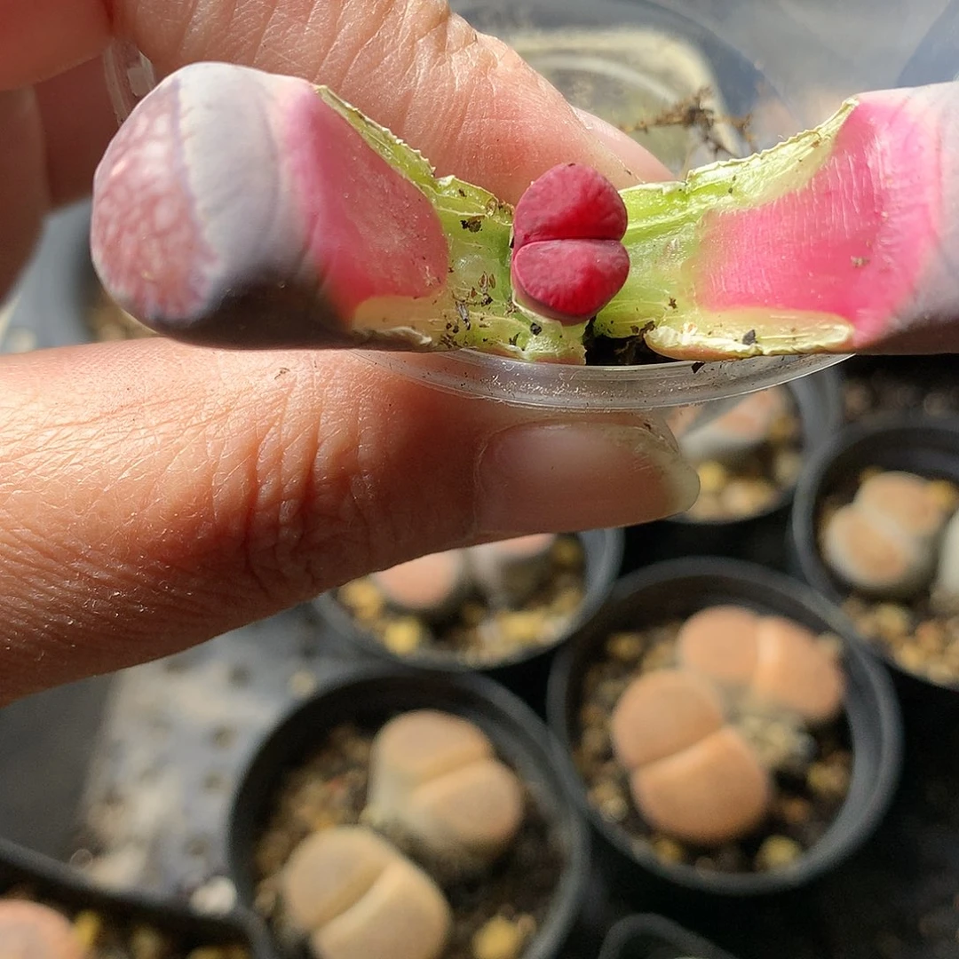 G105多肉植物保护研究所