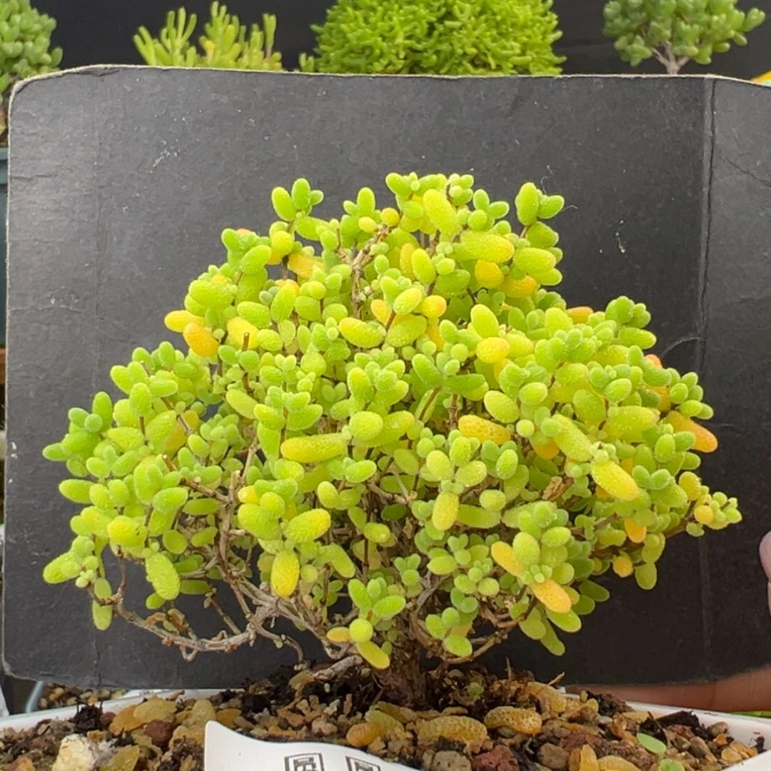 【闪购商品】dy2881精控蜜橘糖球冠幅8cm
