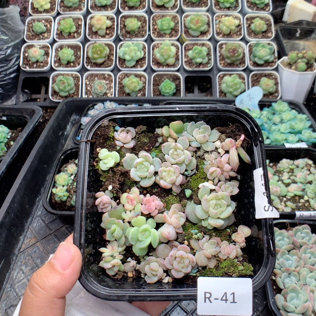 无花朵R41英语英语