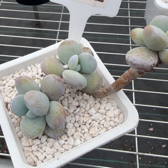 112 一物一拍多肉