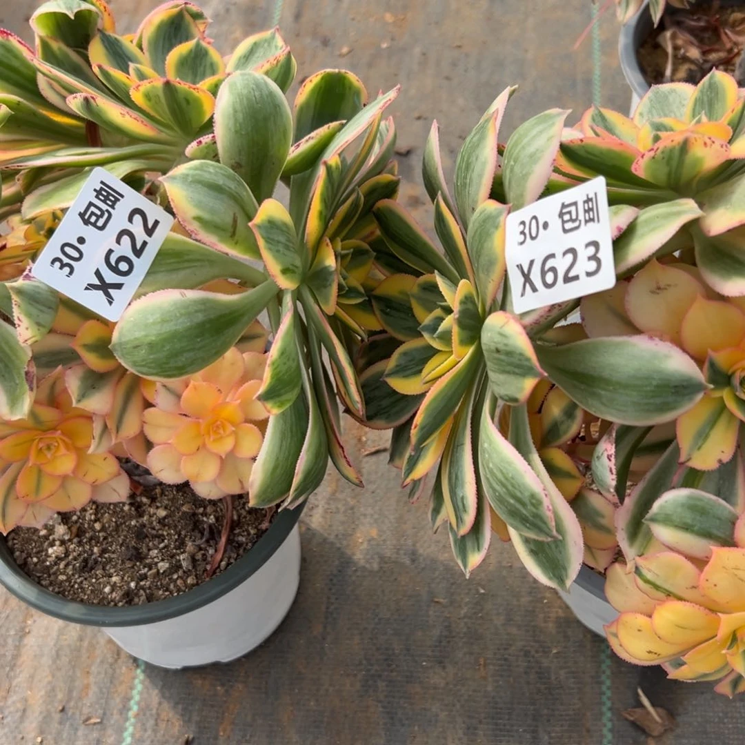 2颗灿烂多肉法师