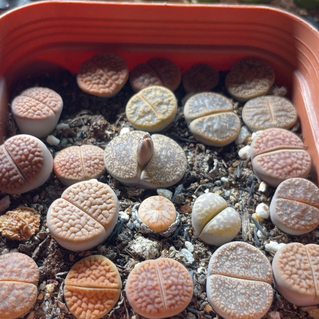 大盆特价一物一拍～26