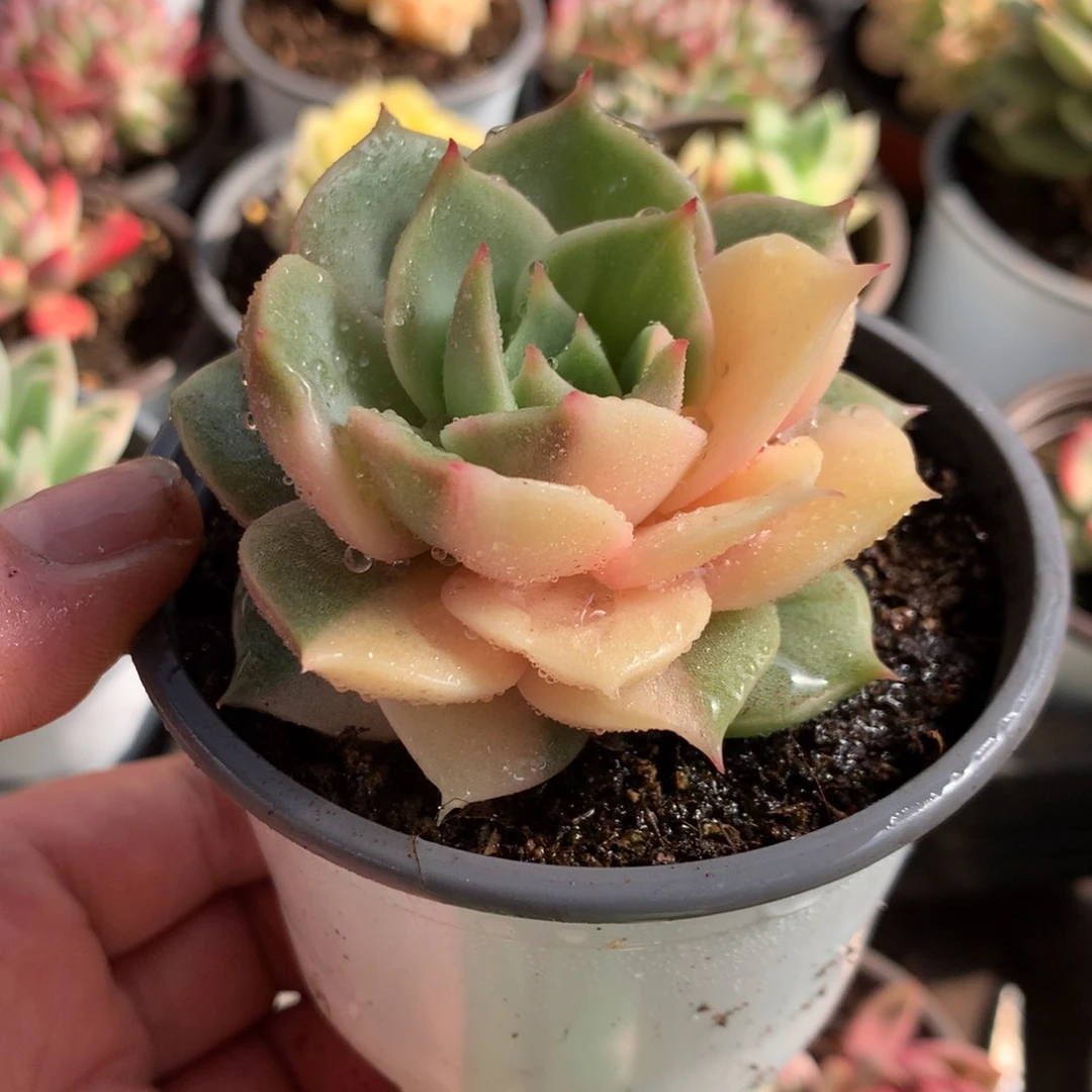 贝加尔湖j j j j j j j j l