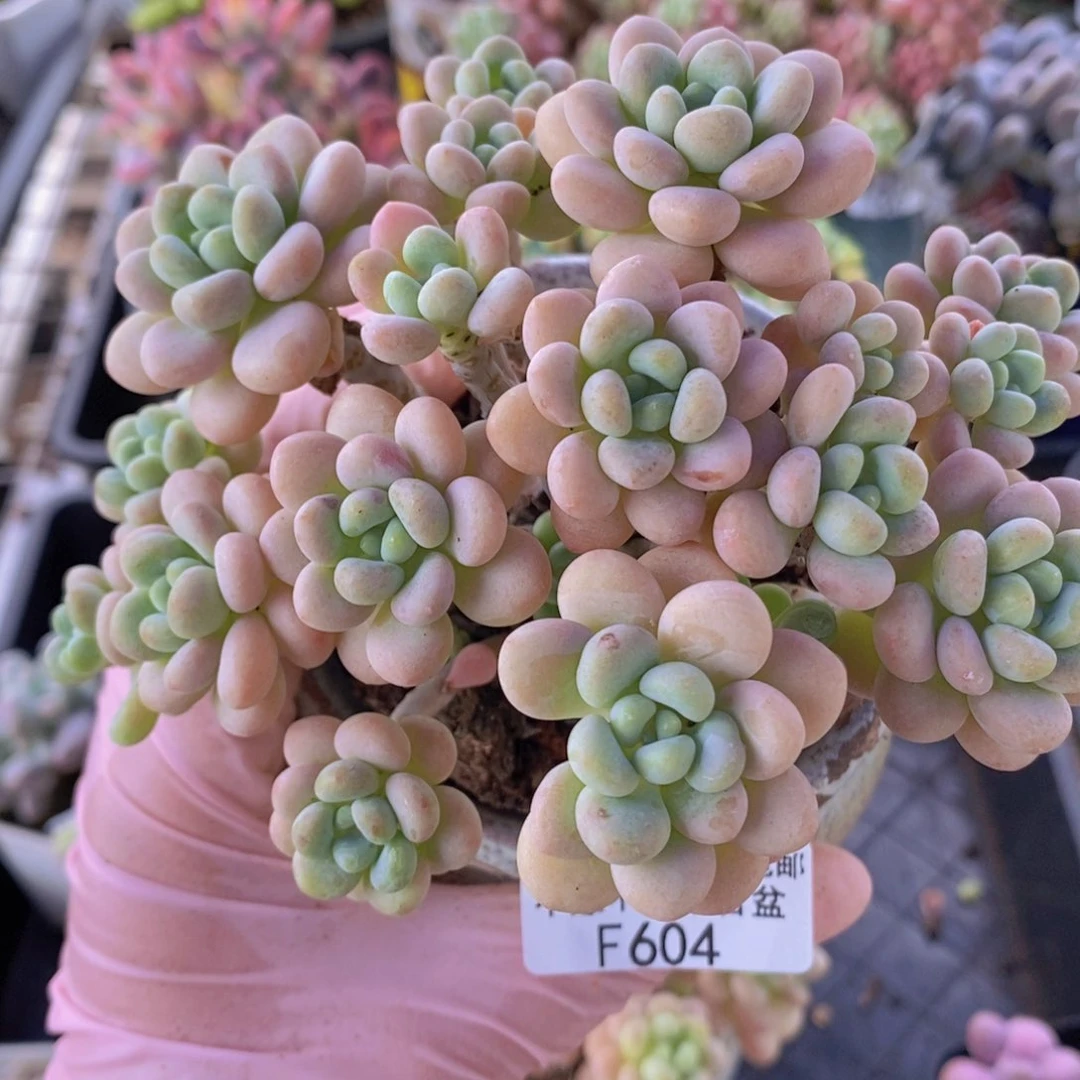 洛可可10cm604多肉植物