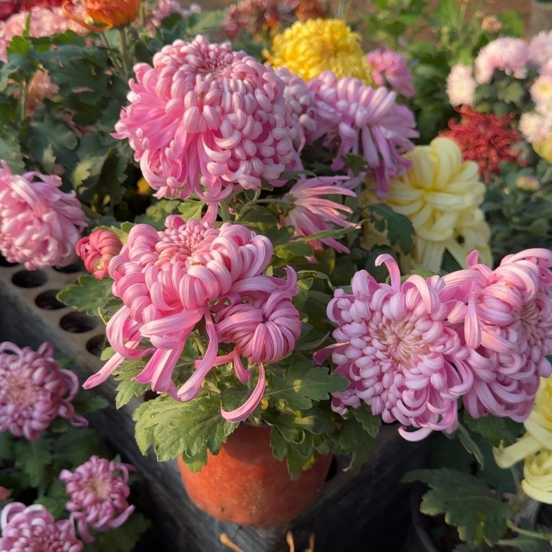 完全开放新品粉色多头