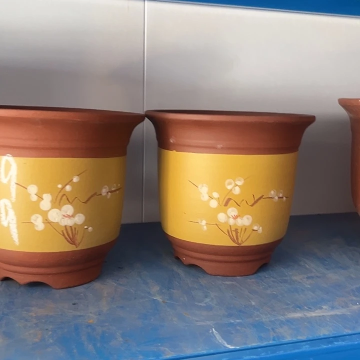 黄平角金钟点菜花盆