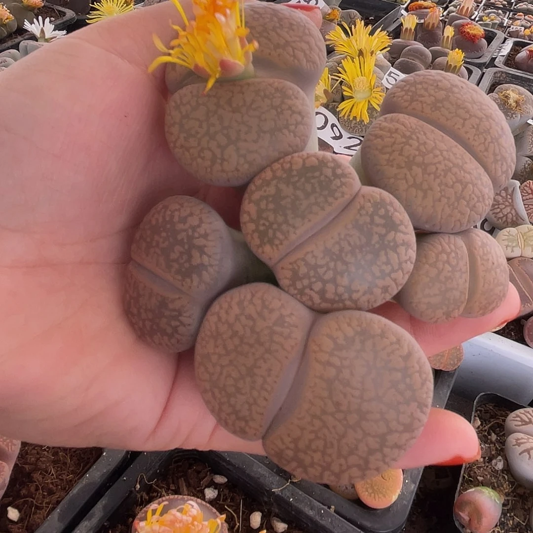 生石花一颗6头004