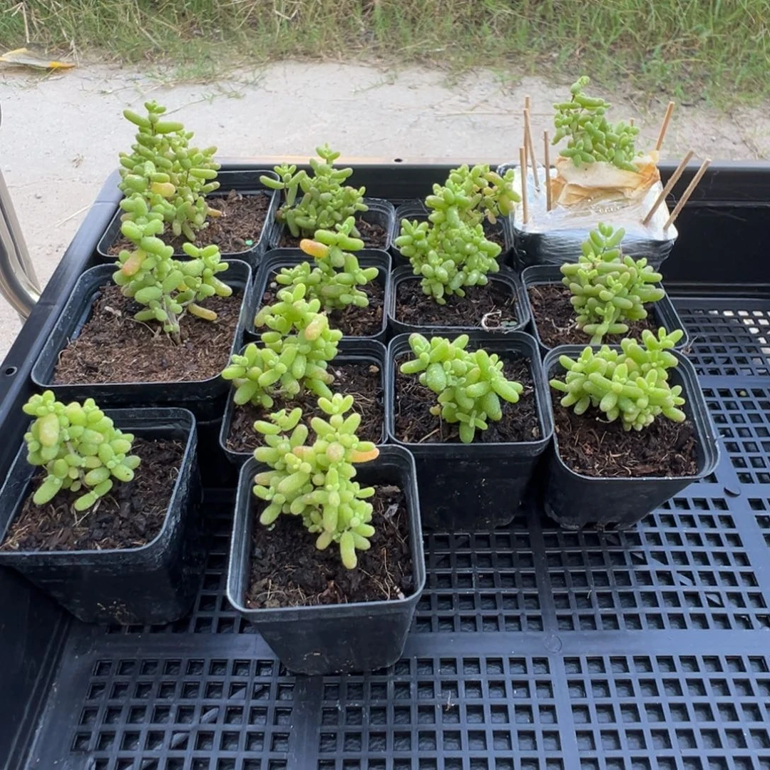 枝干番杏多肉植物424