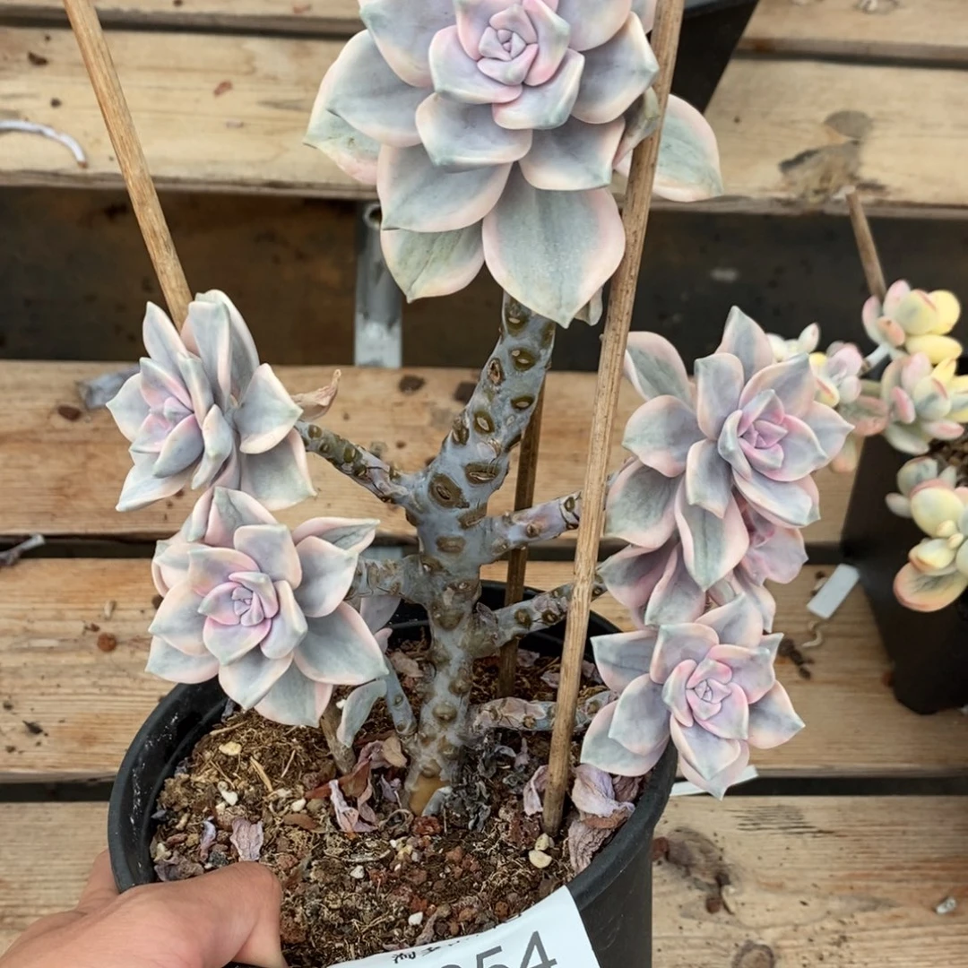 紫乐锦多肉植物6654