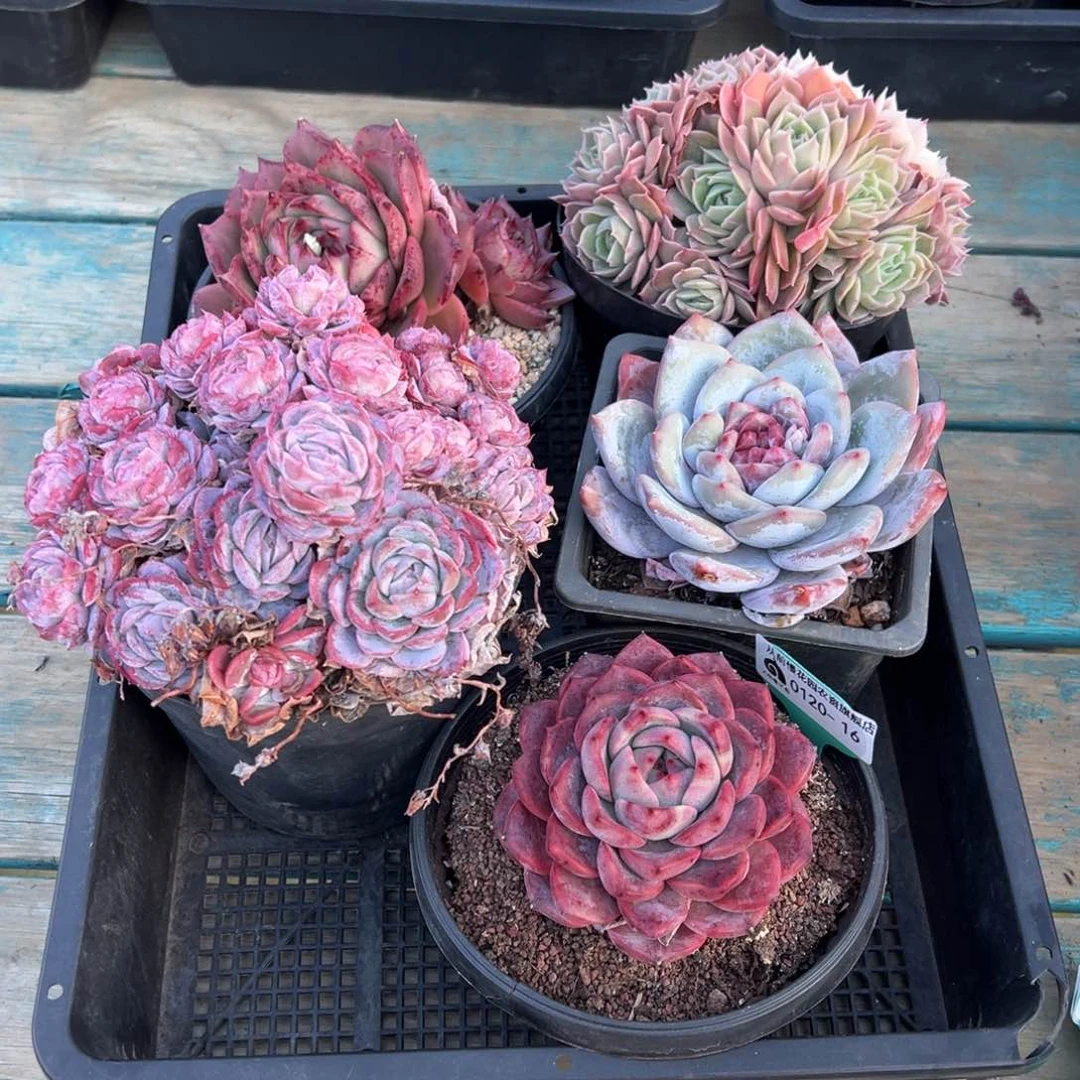 从前慢多肉精选编号0120.16