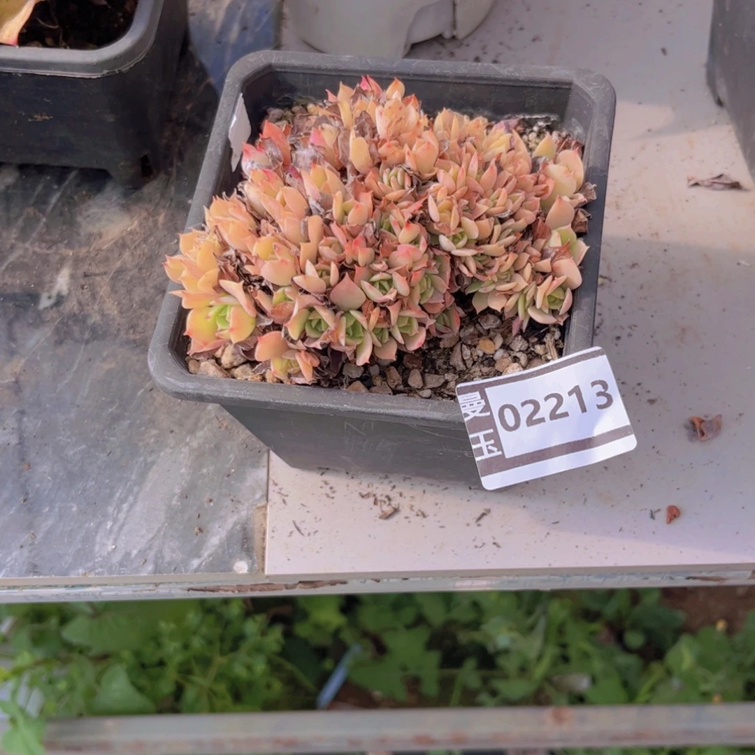 空***格柠檬玫瑰缀多肉02213