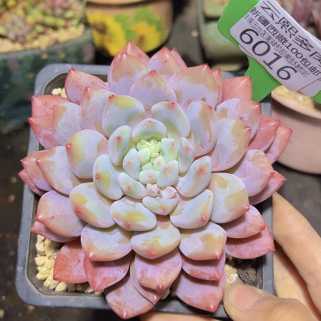 6016半夏多肉植物