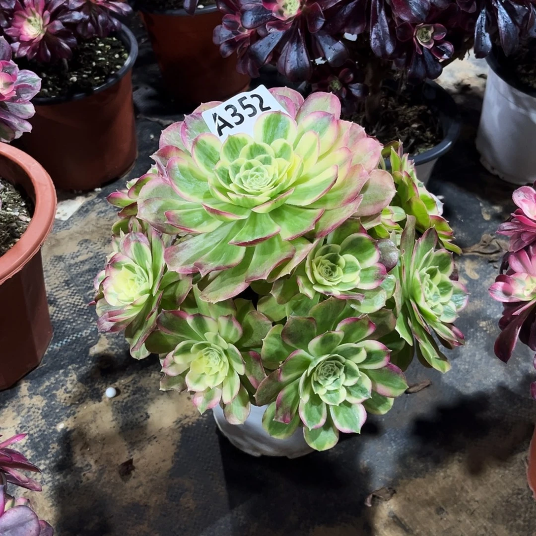 多肉植物玉姿352多肉