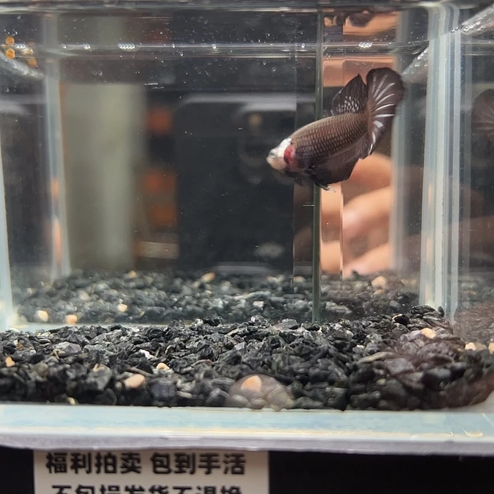 斗鱼竞拍跑单拉黑18日38