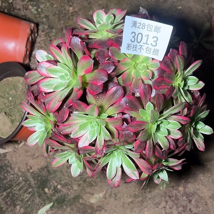 山***3013红玫瑰安娜多肉植物
