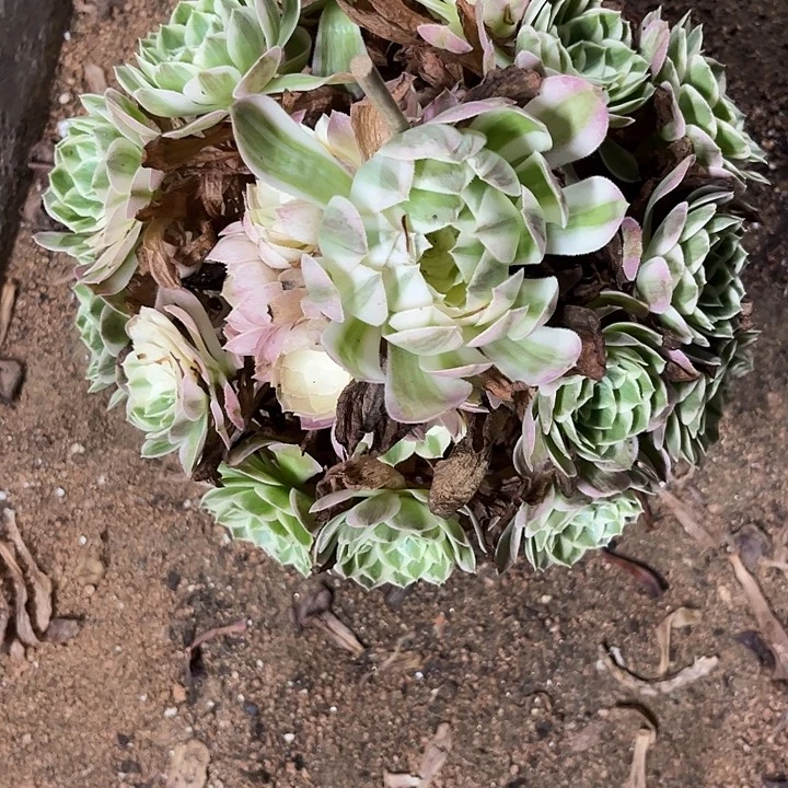 多肉植物海王锦……