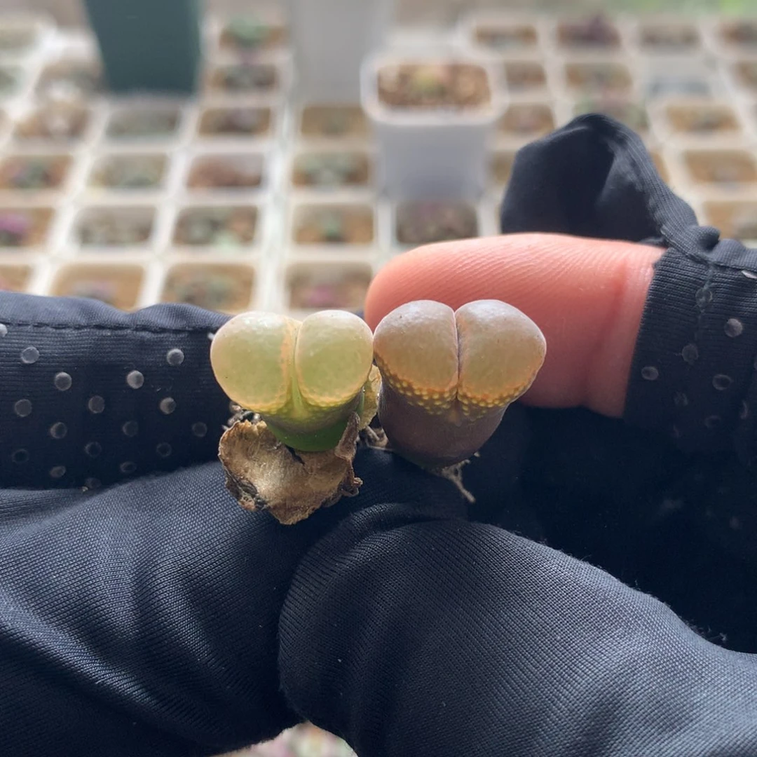 a118温巴德c10母本