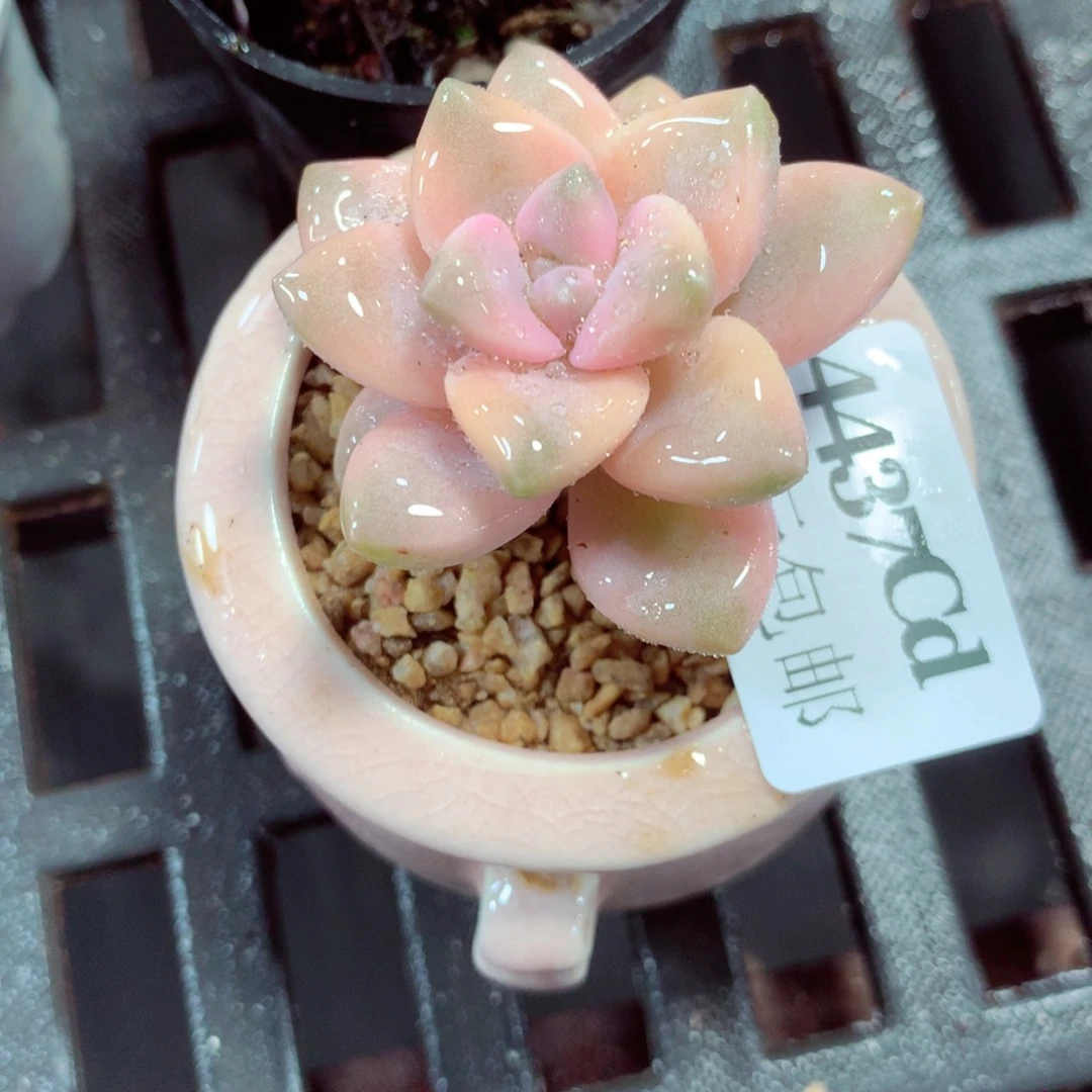 5厘米盆精控多肉4437