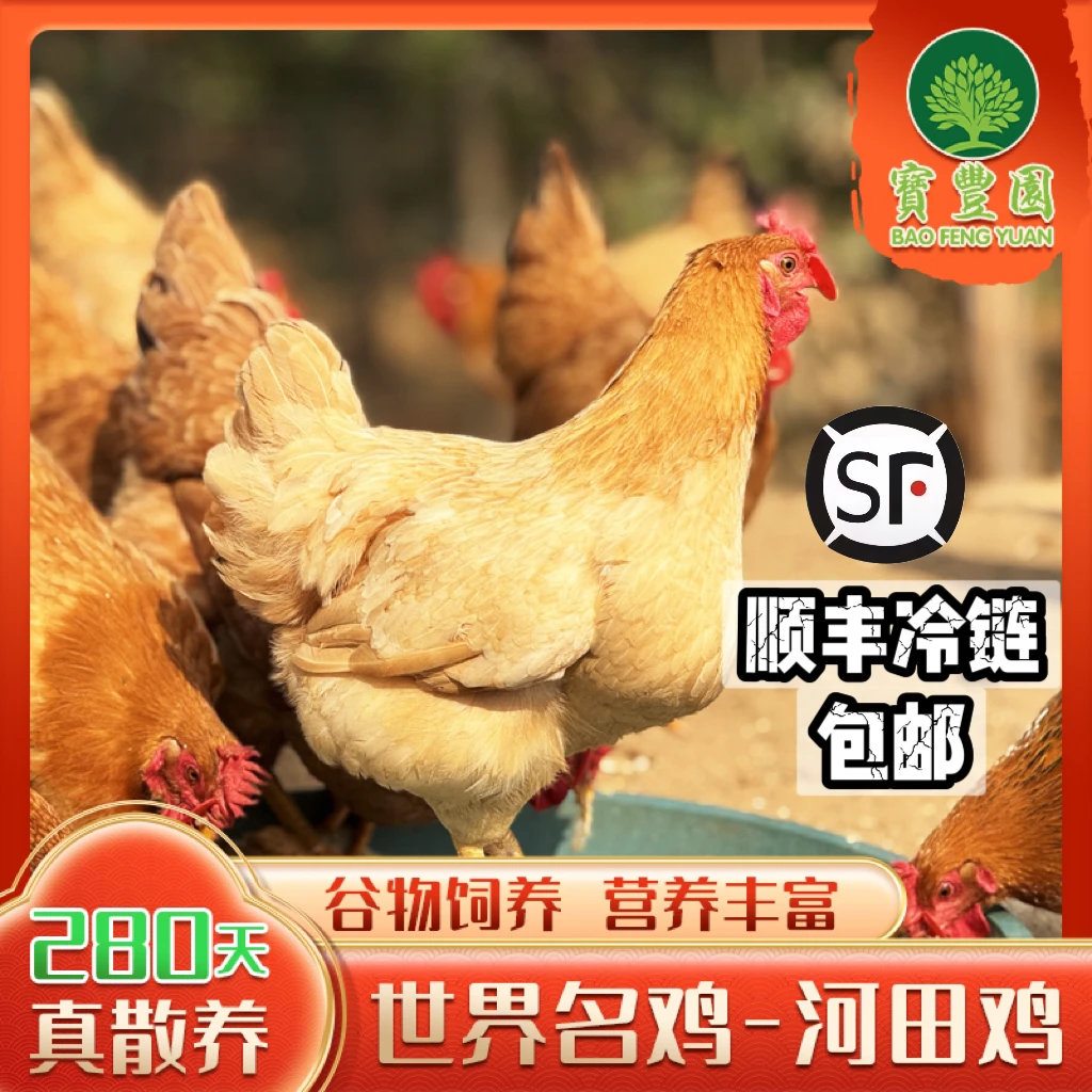 【世界名鸡】宝丰园河田鸡280天3.5斤散养走地母鸡吃玉米碎煲汤必备
