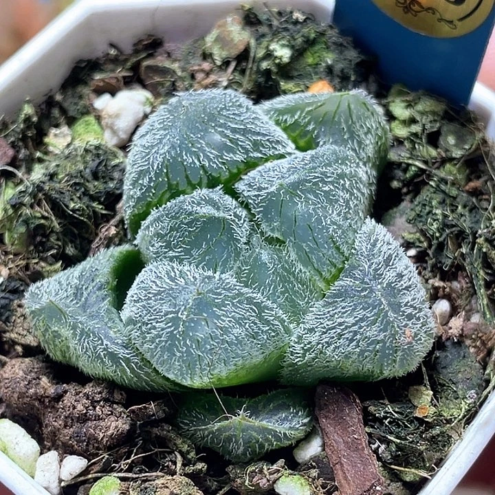 578巨大梦露特选福利