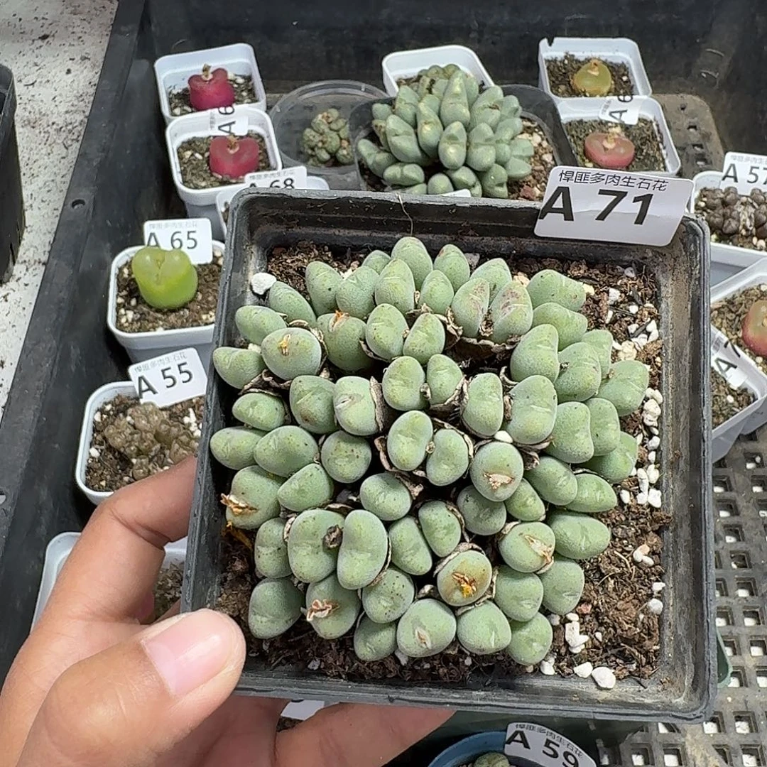 71多肉植物多肉植物