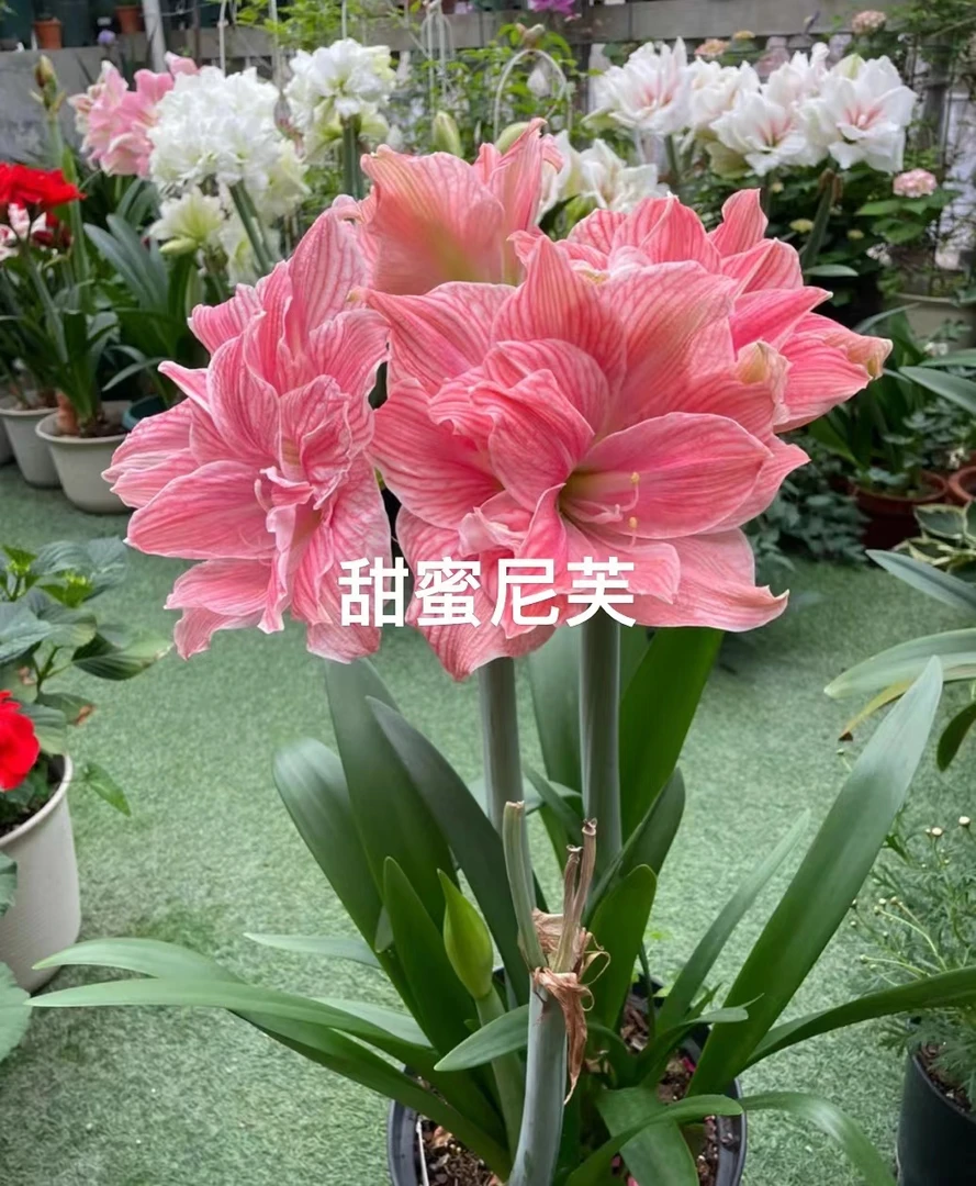【甜蜜妮芙】包对版朱顶红重瓣