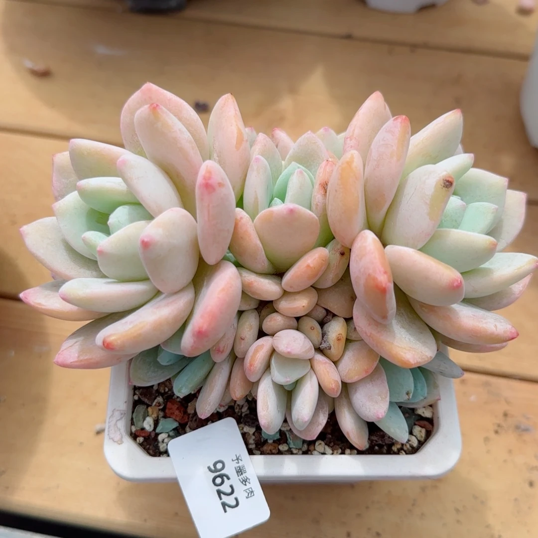 冷香无砍，9622多肉植物