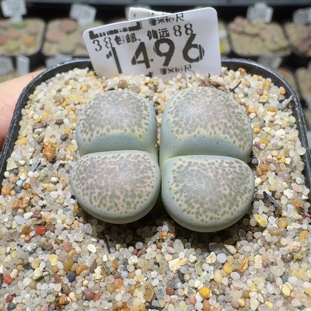 Sssss精品生石花1496