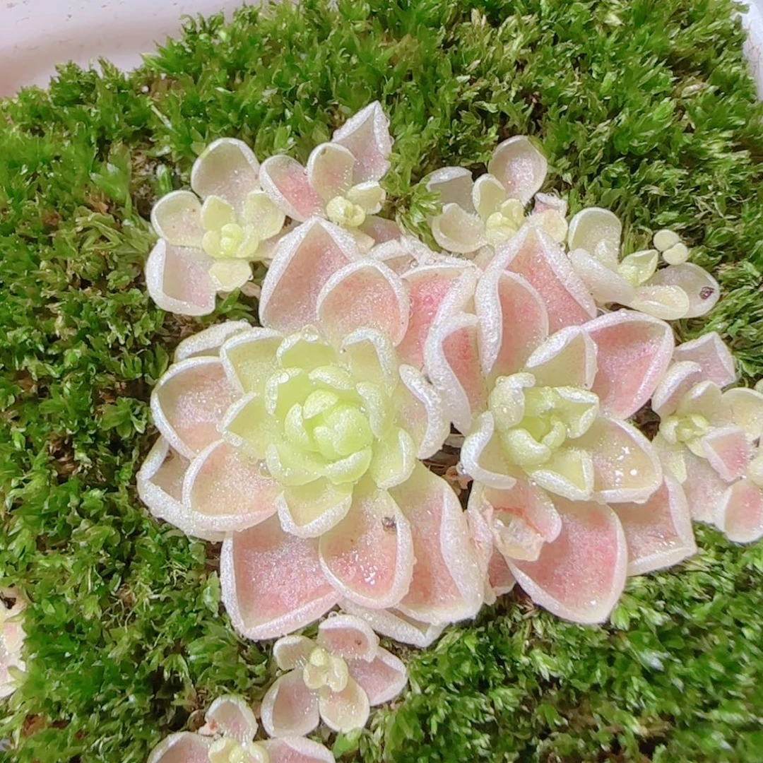 花语逸镜1117-49爱丽丝