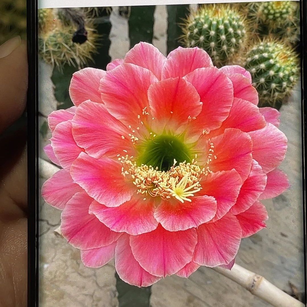 毛 16–3侧芽 歪 满20包邮6公分