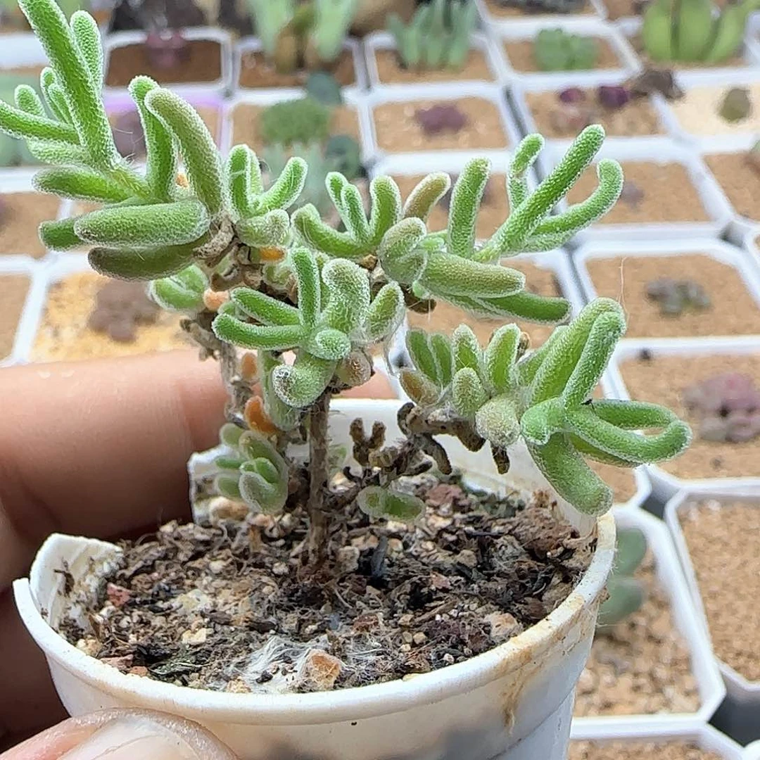 开播福利来啦41783