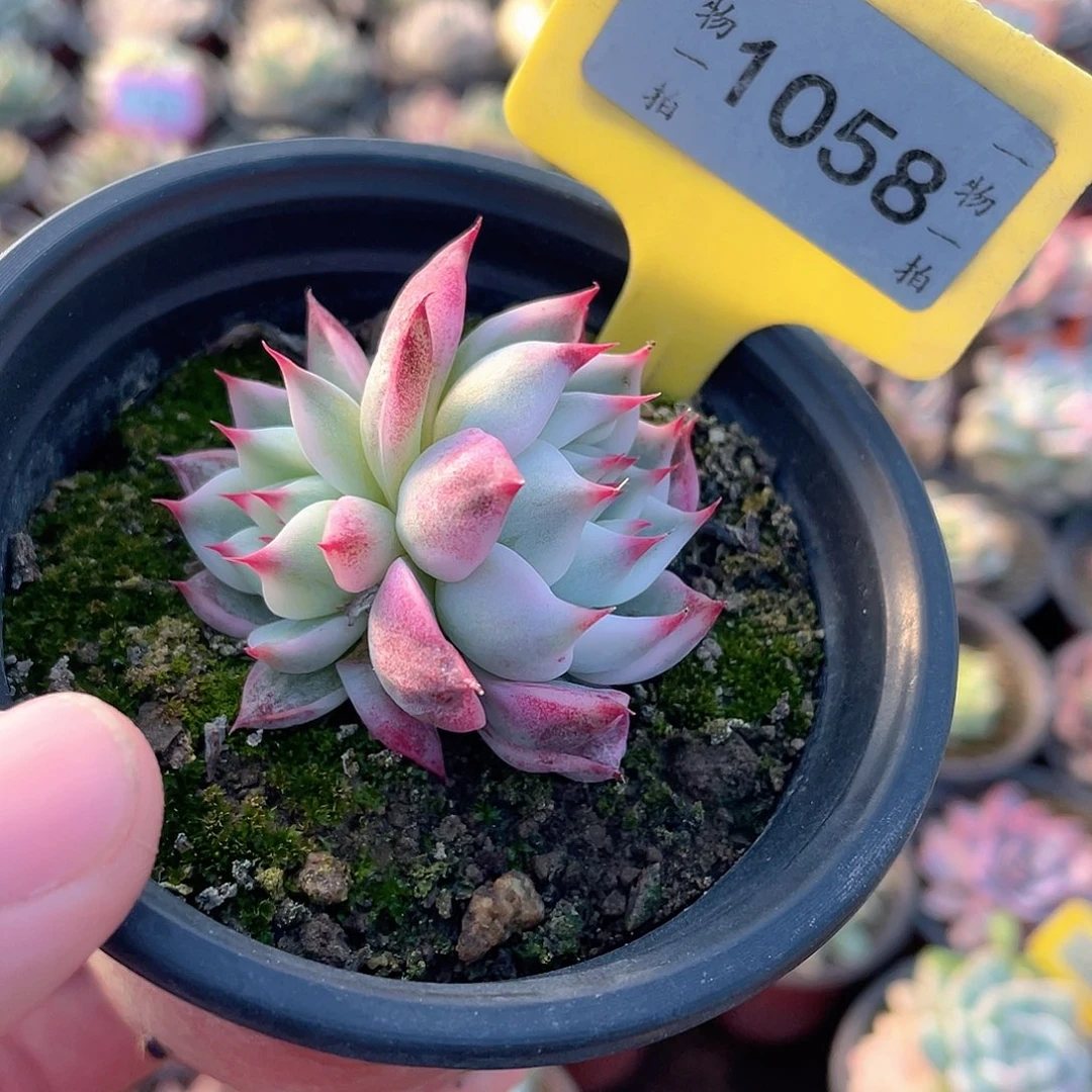 1058双头娃娃锦多肉