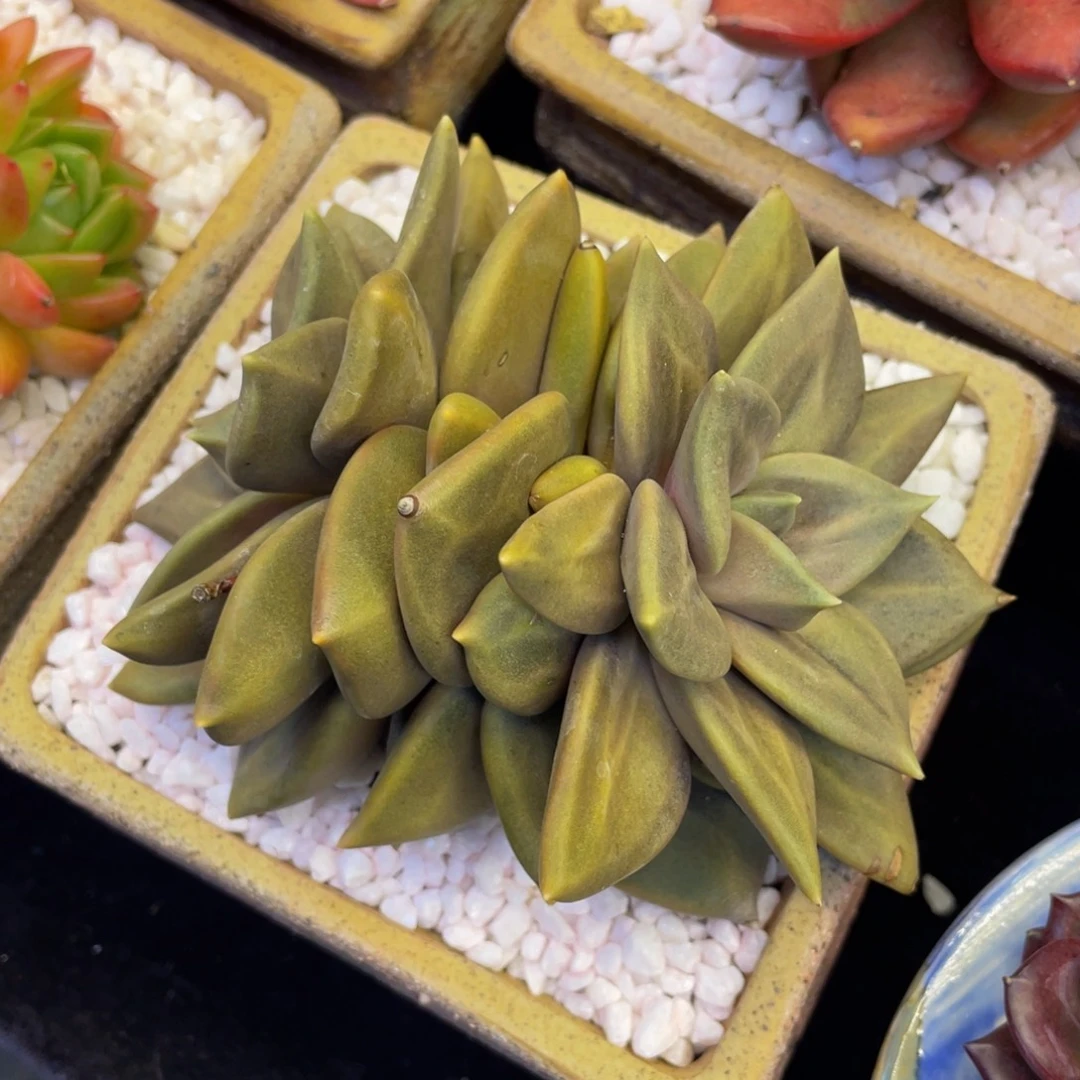 多肉植物盆栽多肉