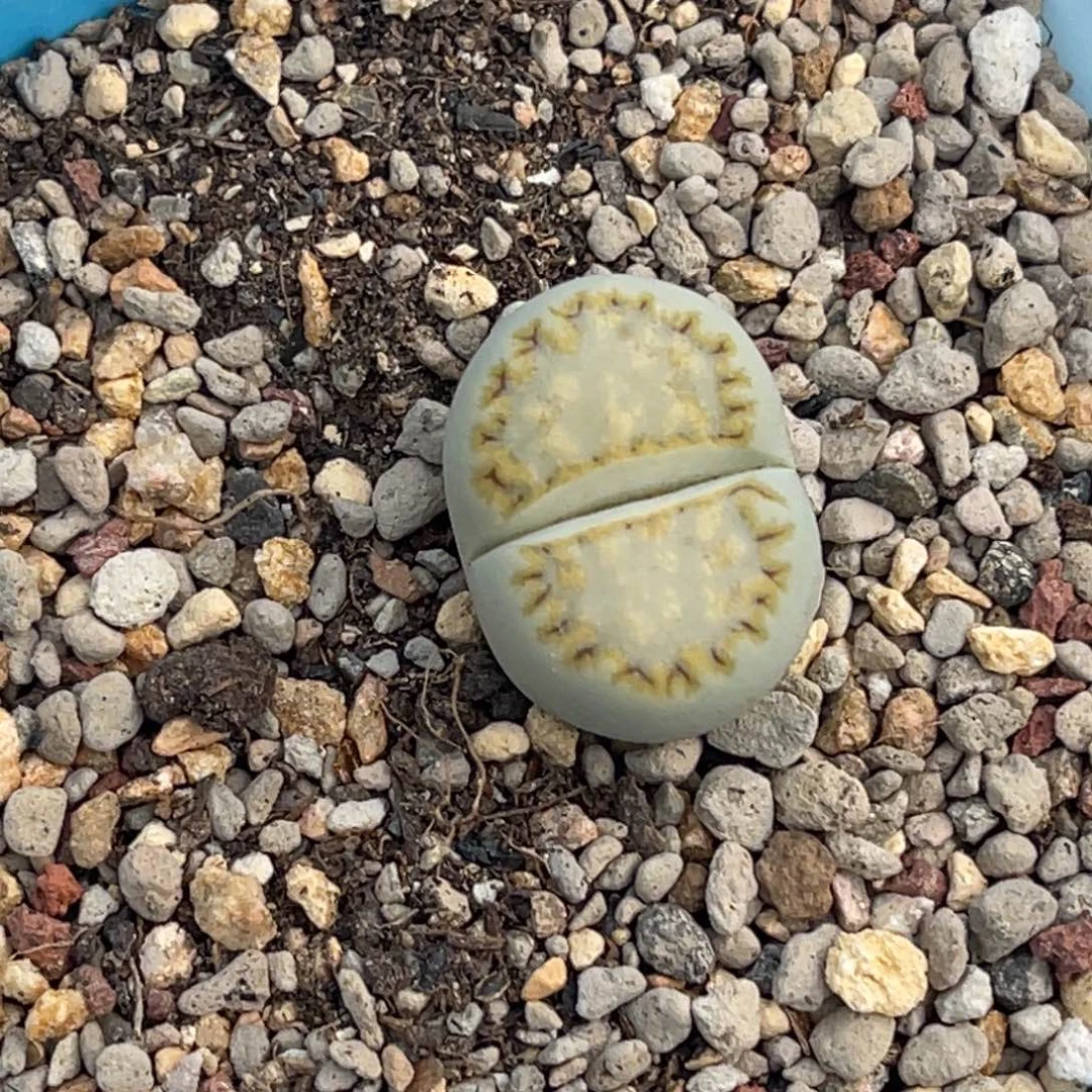 7082金边黄绿饼干一颗