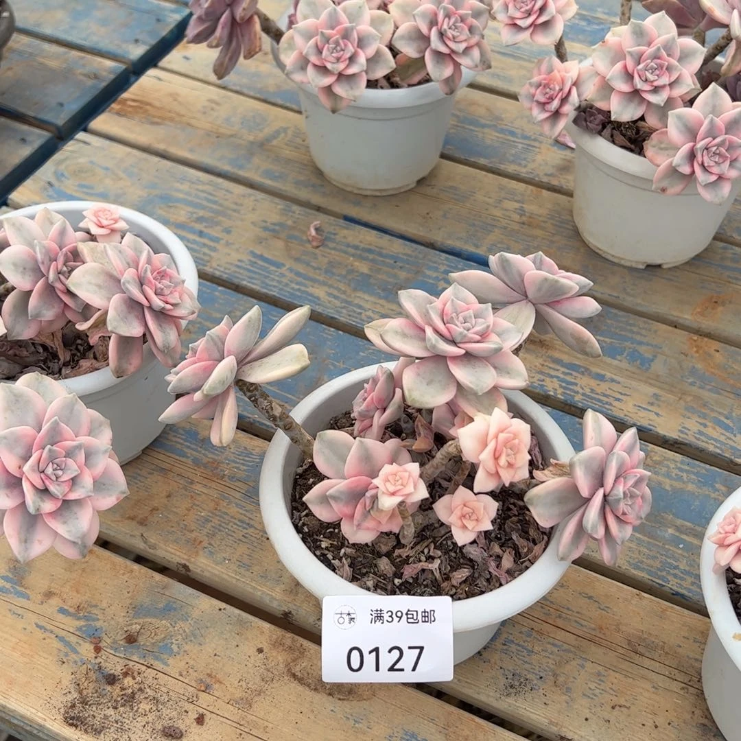 0127多肉植物老桩多肉