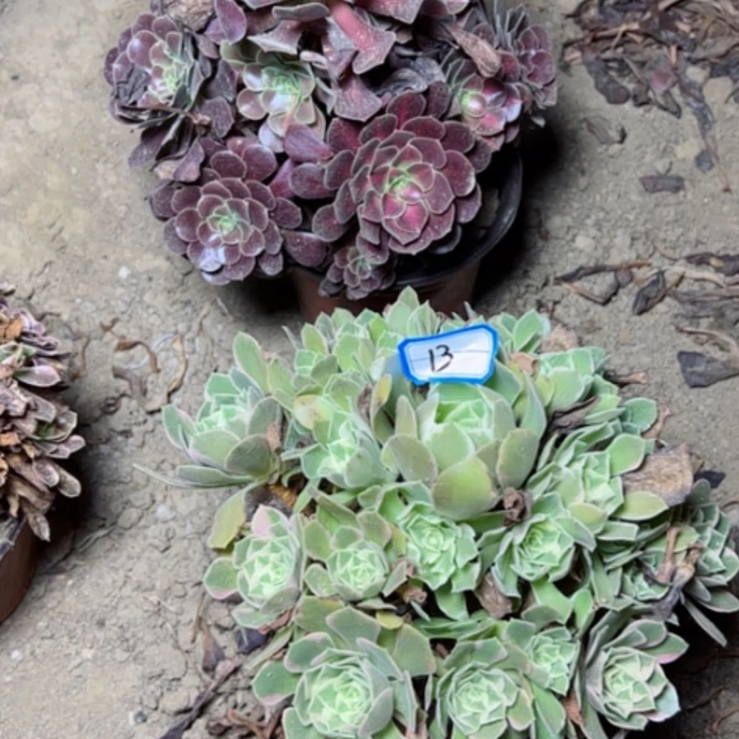 【闪购商品】断枝不包13