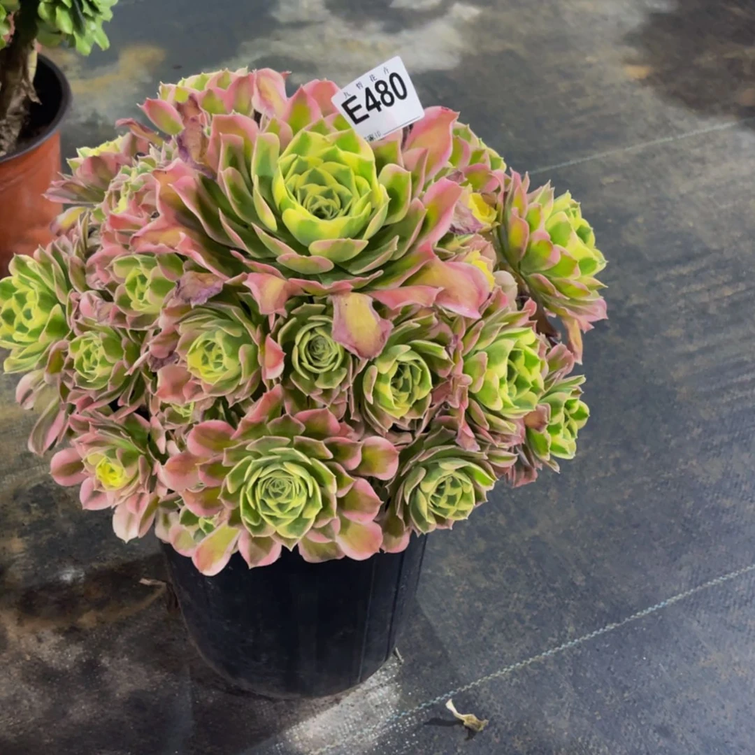 【闪购商品】48000